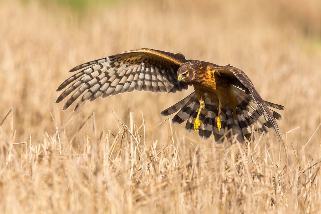 Northern Harrier by Mick Thompson1 is licensed under CC BY-NC 2.0.